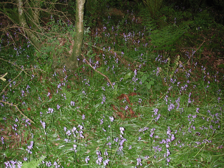 Bluebelsl in old Murragh Cemetery 2.jpg 628.3K